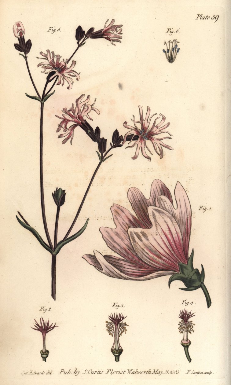 Malve, Malva sylvestris von Sydenham Teast Edwards