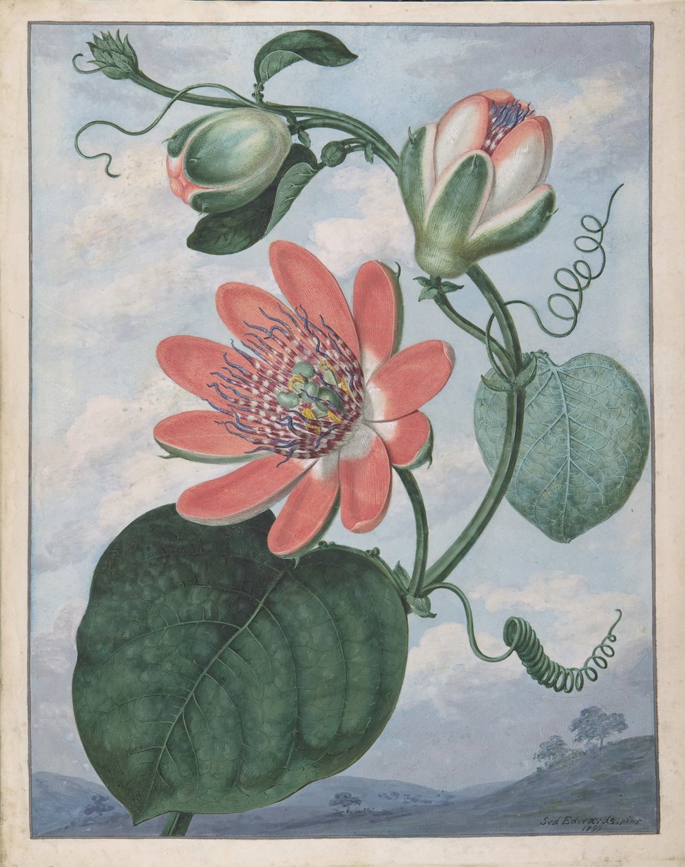 Passionsblume, 1799 von Sydenham Teast Edwards