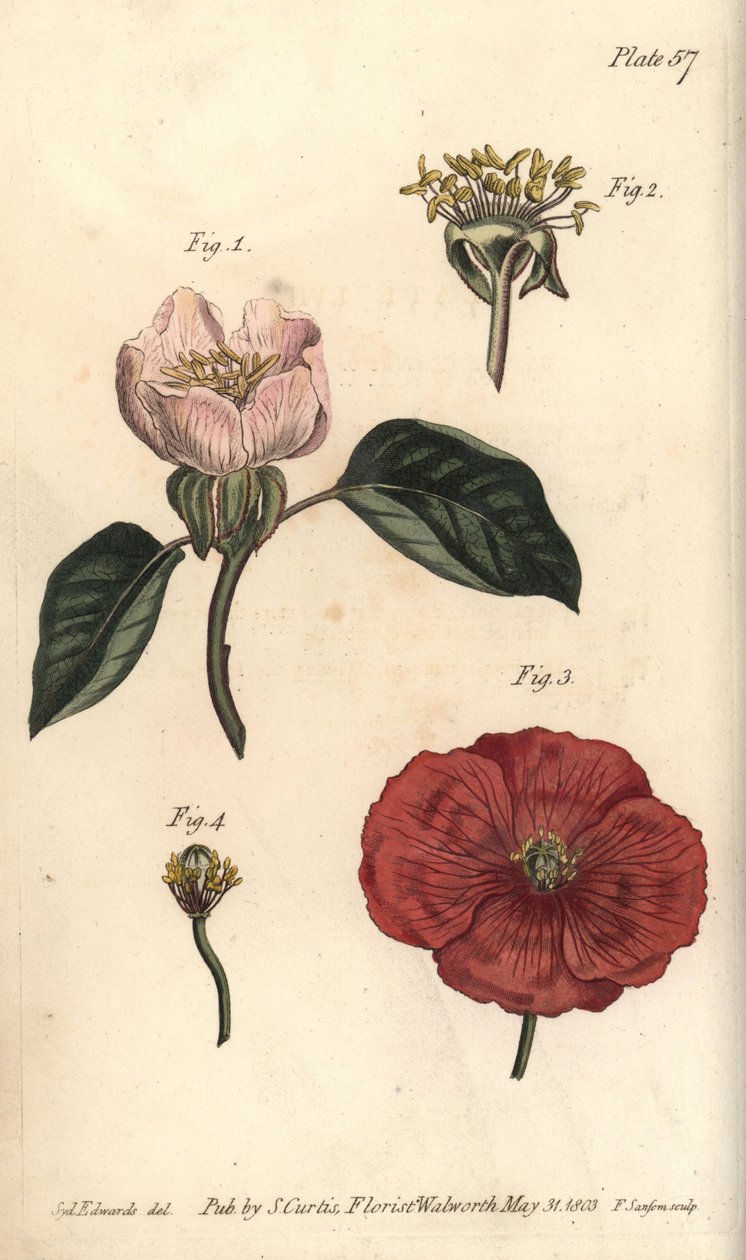 Quittenblüte, Cydonia oblonga, Icosandria von Sydenham Teast Edwards