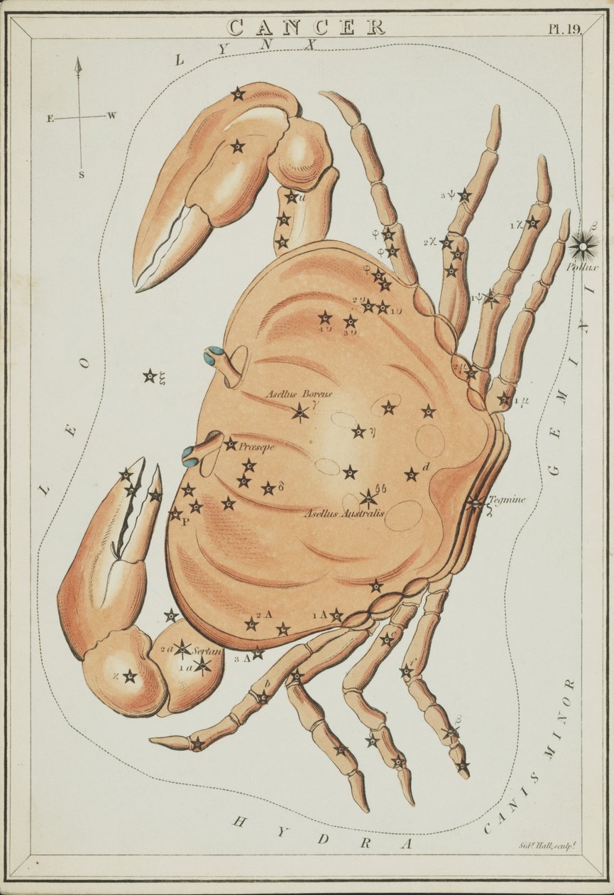 Krebs, Illustration aus 