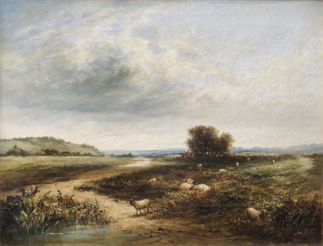Schafe auf einer Weide von T. K. Atkinson