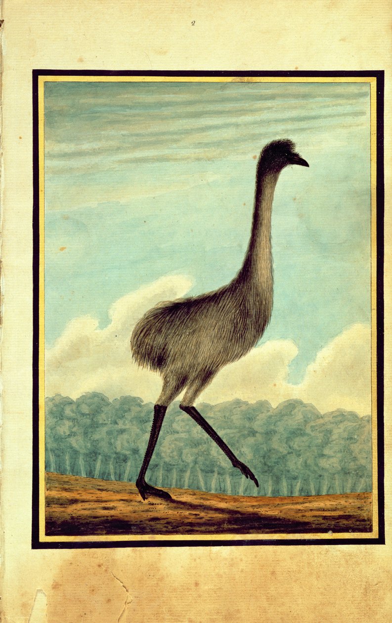 Die Emue (sic), 1813 von T.R. Browne
