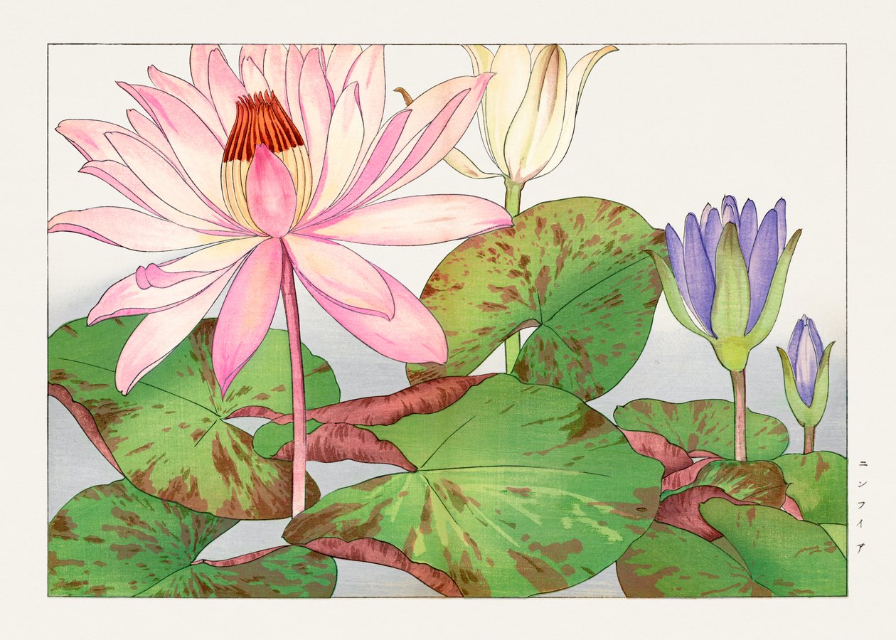 Nymphaea lotus aus "Seiyou Sokazufu" von Tanigami Konan