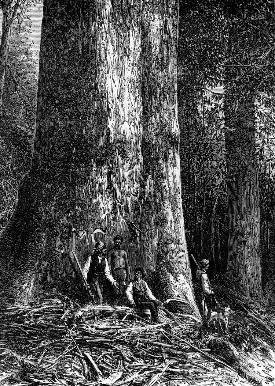 Rieseneukalyptus, Australien, 1886 von Taylor