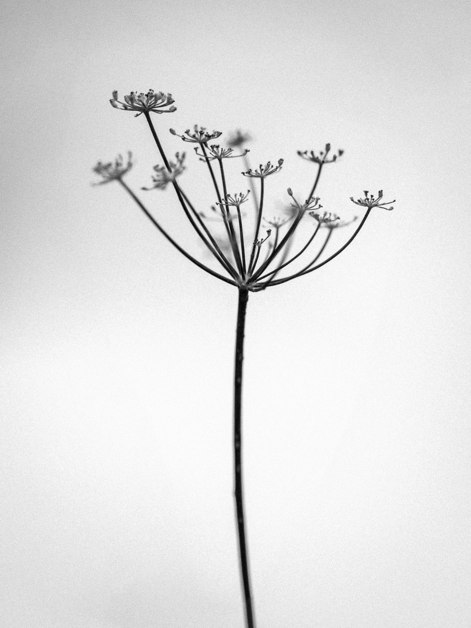 Mitten in den Blumen 29, 2021 von Teis Albers