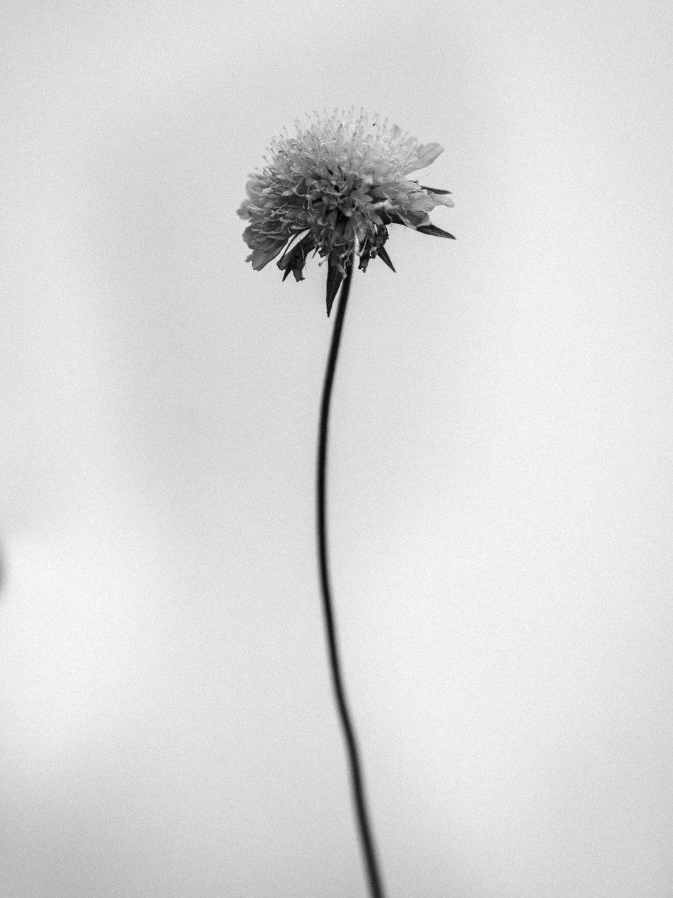 Mitten in den Blumen 44, 2021 von Teis Albers