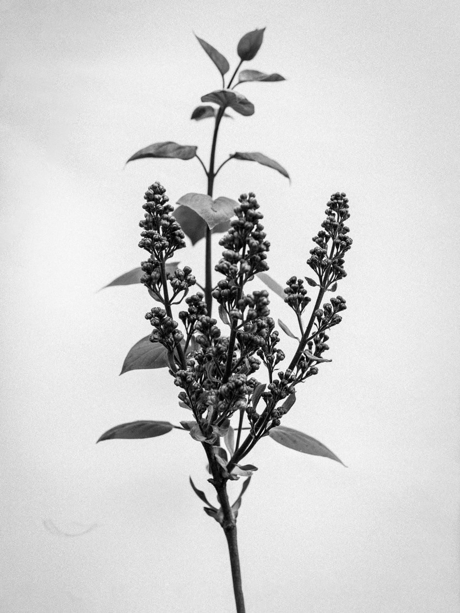 Mitten in den Blumen 66, 2021 von Teis Albers