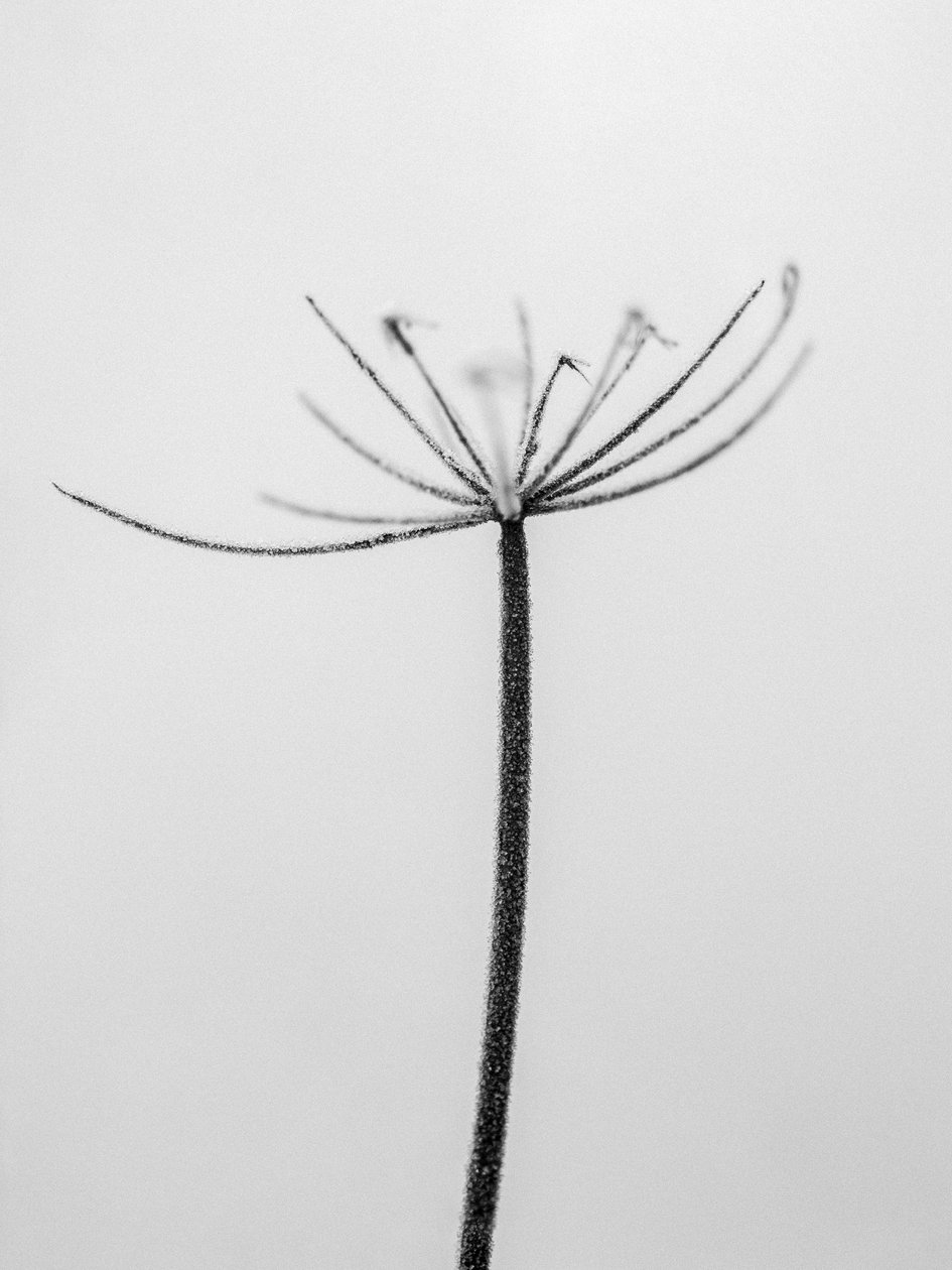 Mitten in den Blumen 6, 2021 von Teis Albers