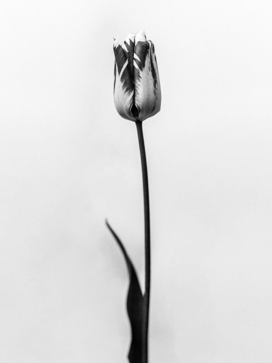 Mitten in den Blumen 70, 2021 von Teis Albers