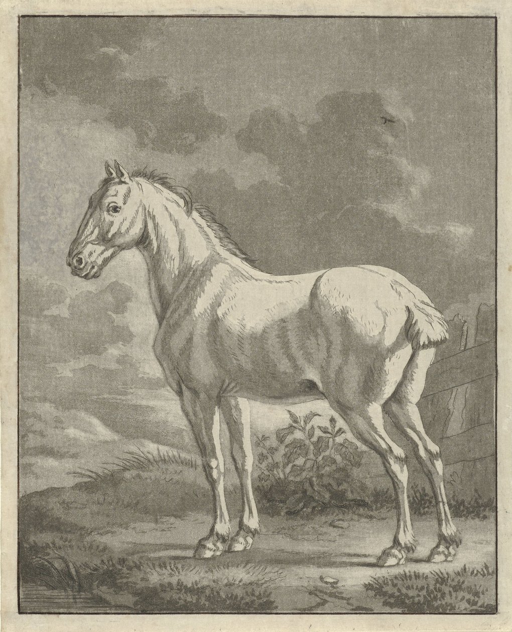 Schimmel auf einer Wiese von Tethart Philip Christian Haag