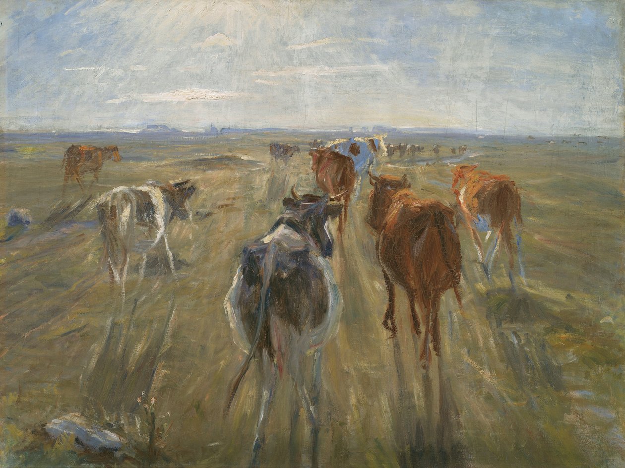 Lange Schatten. Rinder auf der Insel Saltholm von Theodor Esbern Philipsen