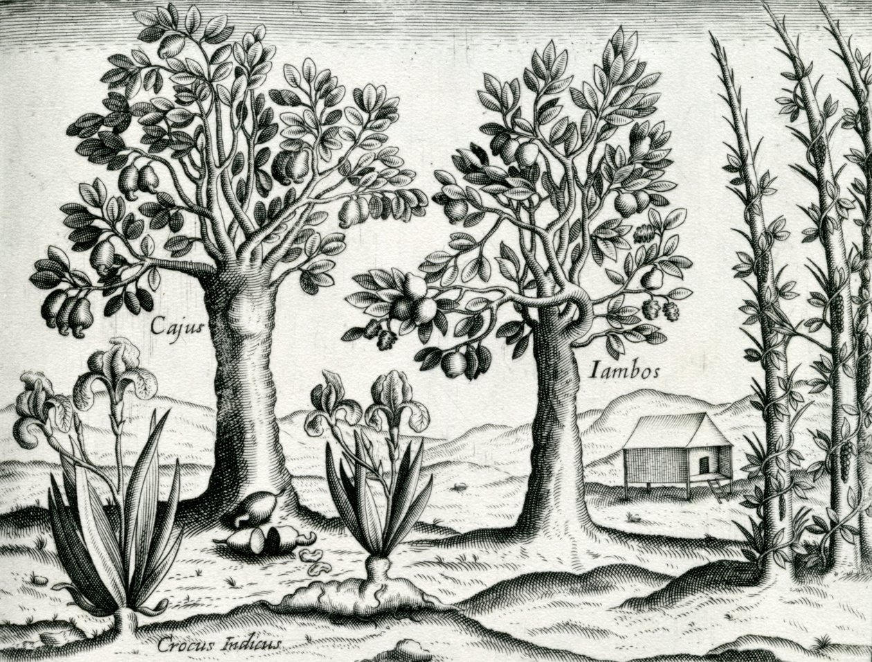 Landschaft, Illustration aus 