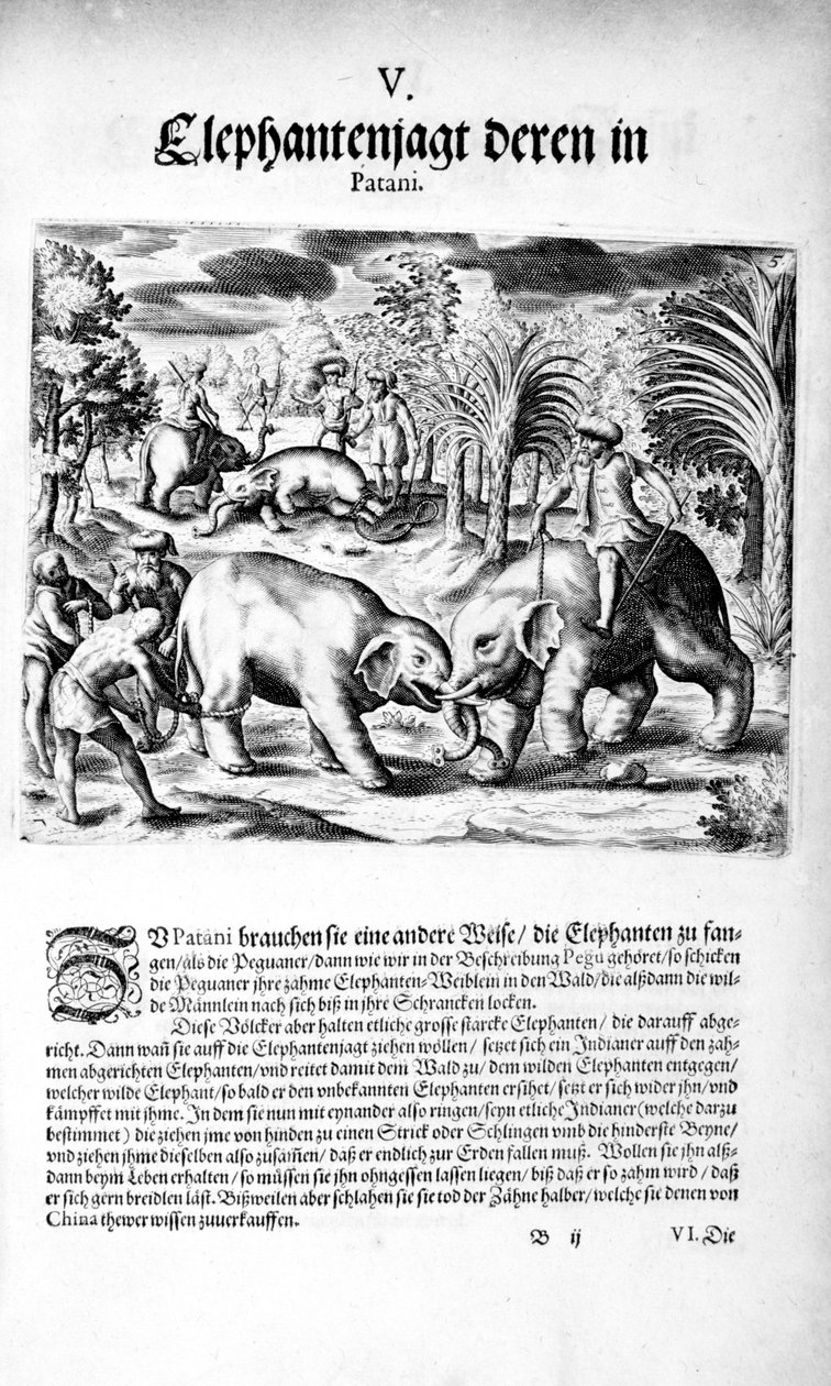 Kämpfende Elefanten, 1606 von Theodore de Bry