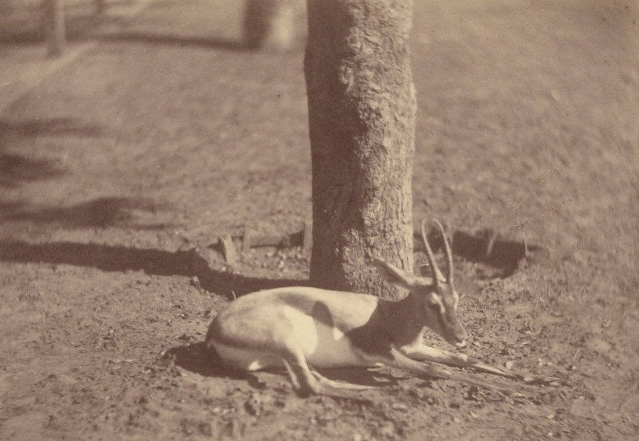 [Gazelle liegt an einem Baum] von Théodule Devéria