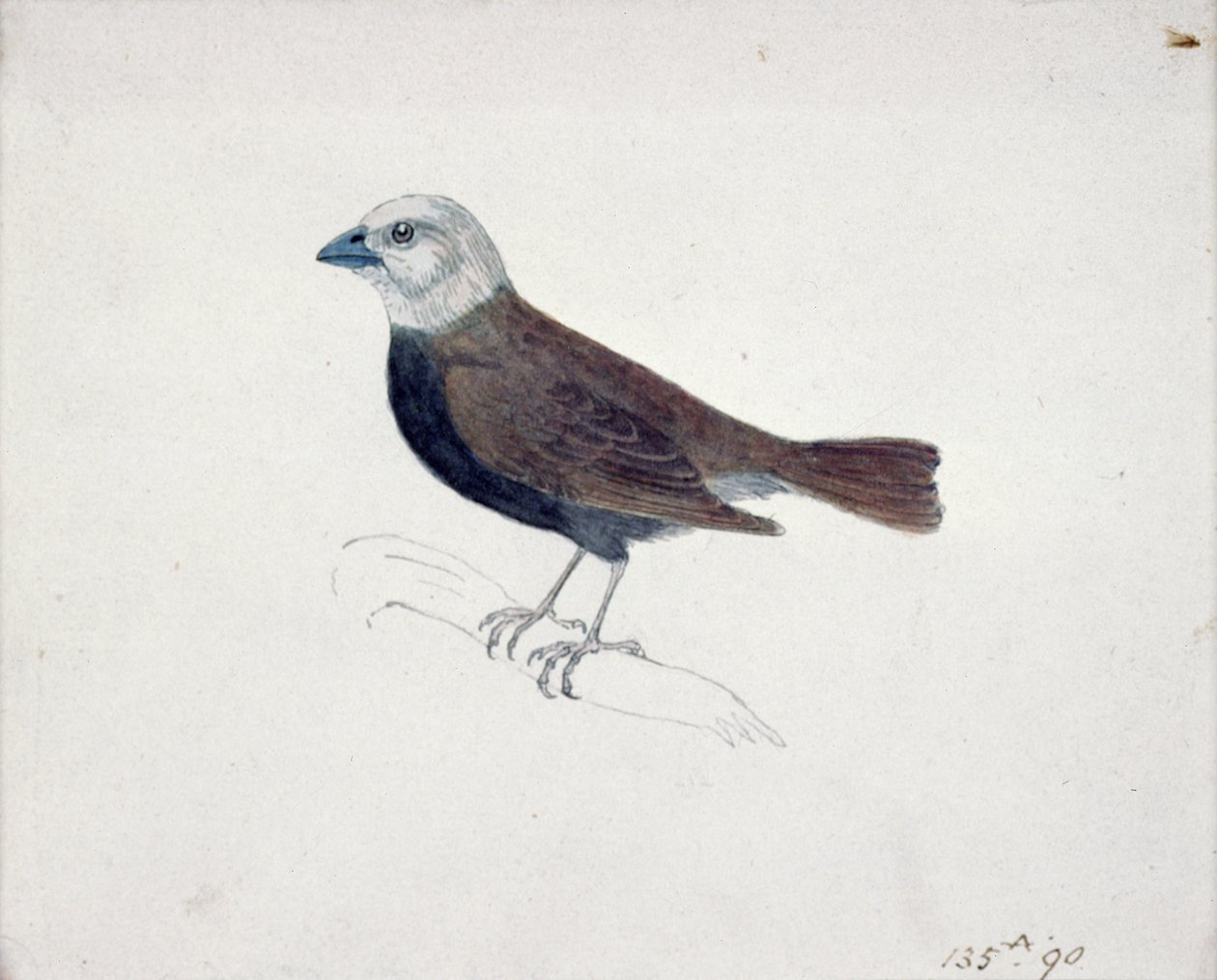 Malakka-Kreuzschnabel (Holzstich) von Thomas Bewick