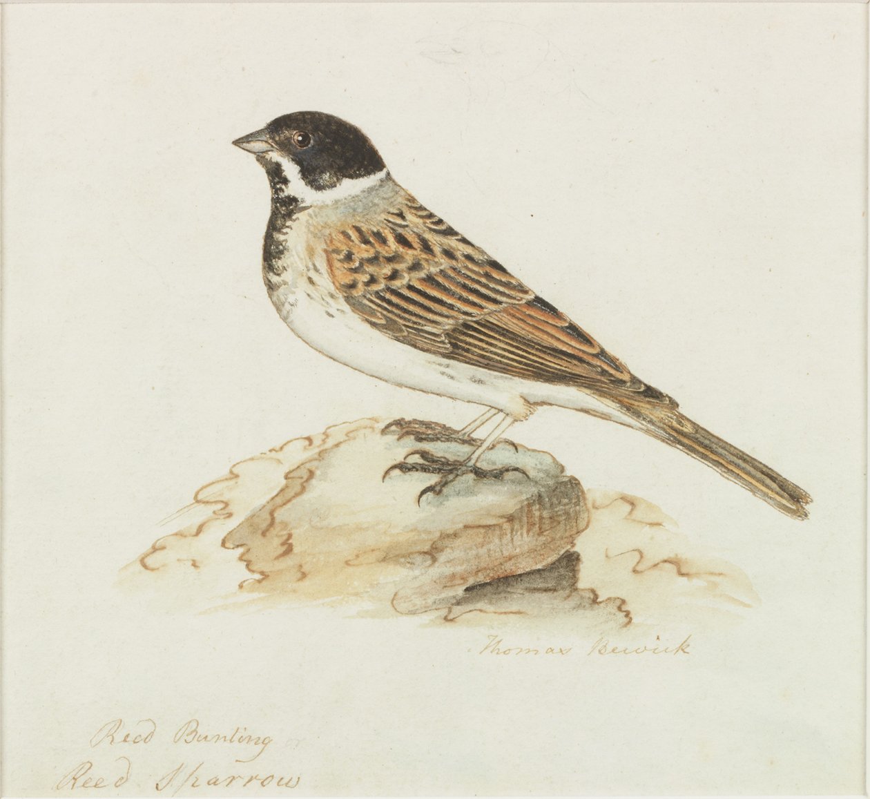 Der Rohrspatz von Thomas Bewick