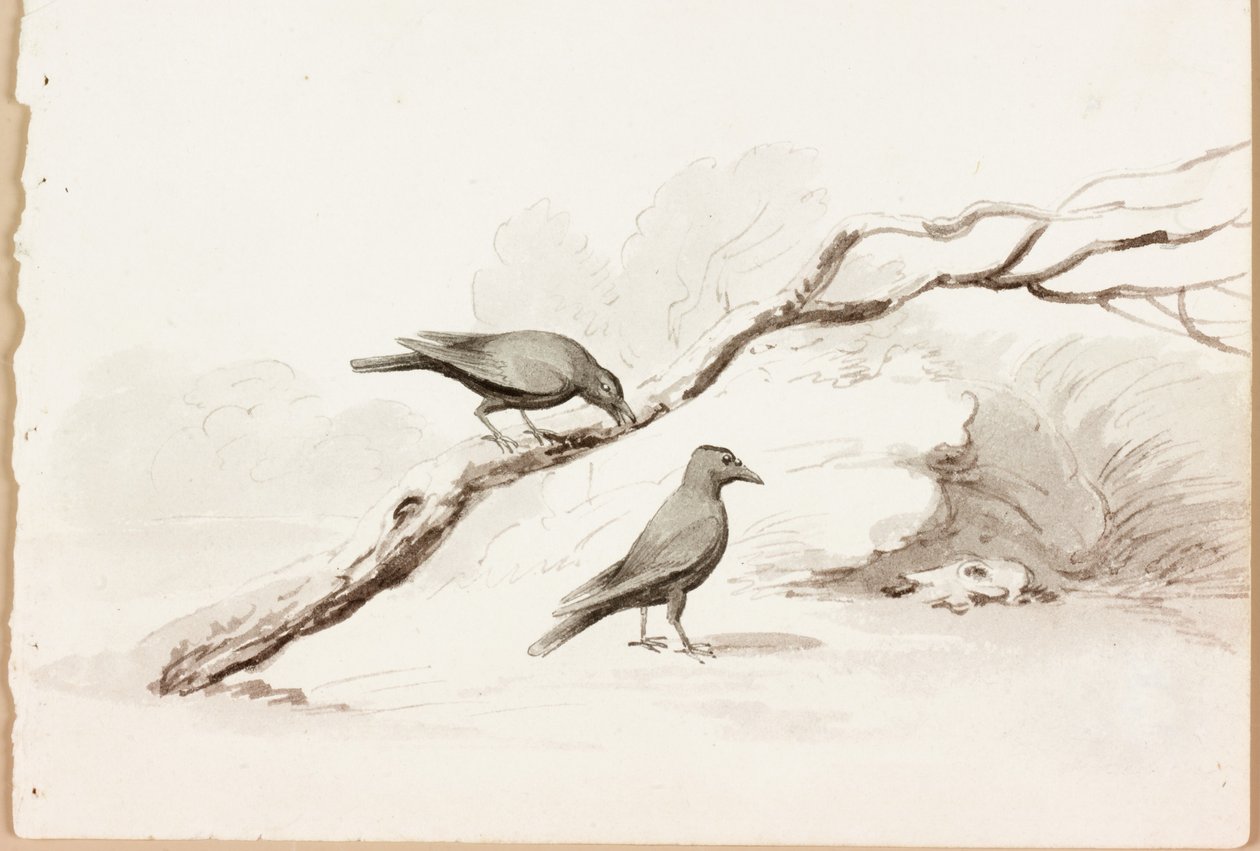 Zwei schwarze Krähen von Thomas Bewick