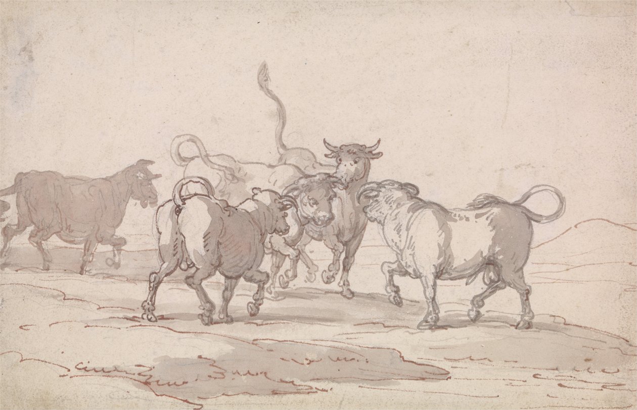 Eine Gruppe von fünf Stieren, die kurz vor dem Kampf stehen von Thomas Rowlandson