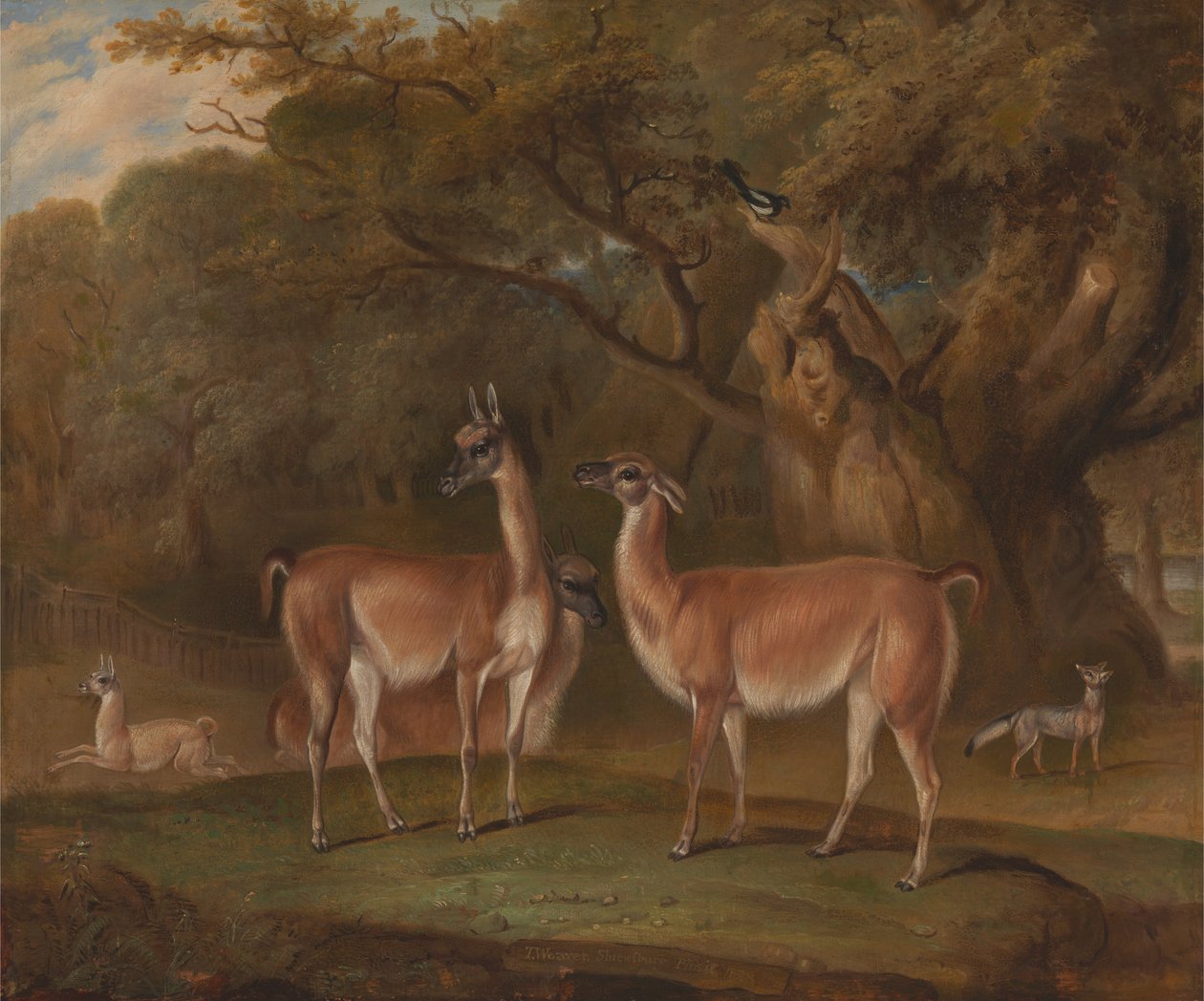 Lamas und ein Fuchs in einer bewaldeten Landschaft von Thomas Weaver
