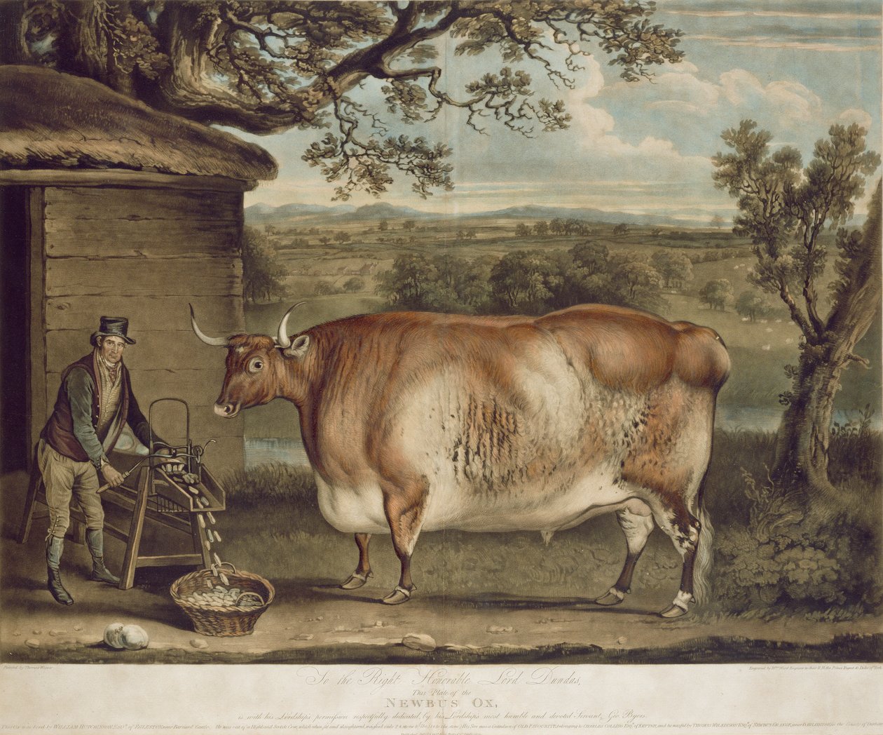 Der Newbus-Ochse, graviert von W. Ward, 1812 von Thomas Weaver