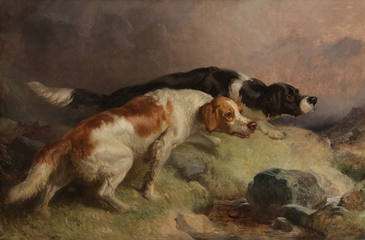 Setter auf dem Moor von Thomas Woodward