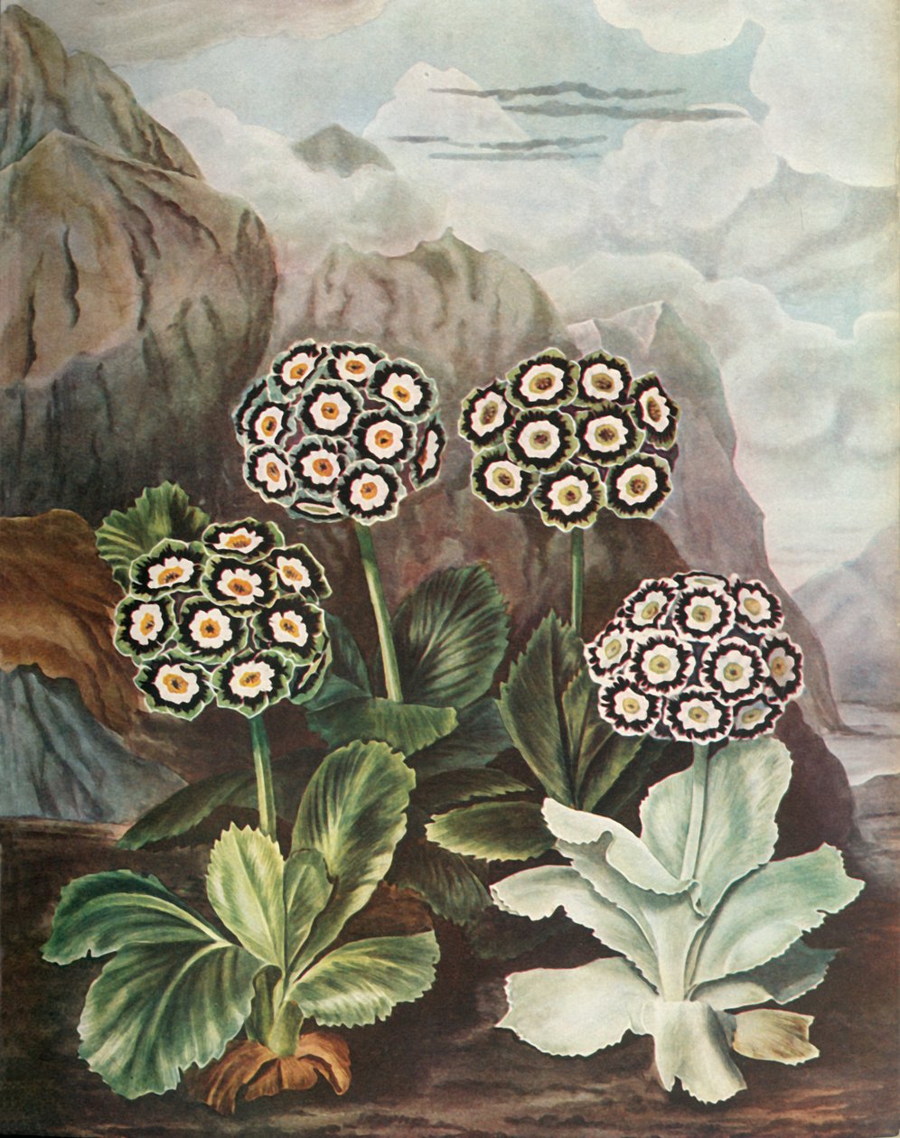 Aurikel, um 1802-1821, 1948 von Thomas Baxter