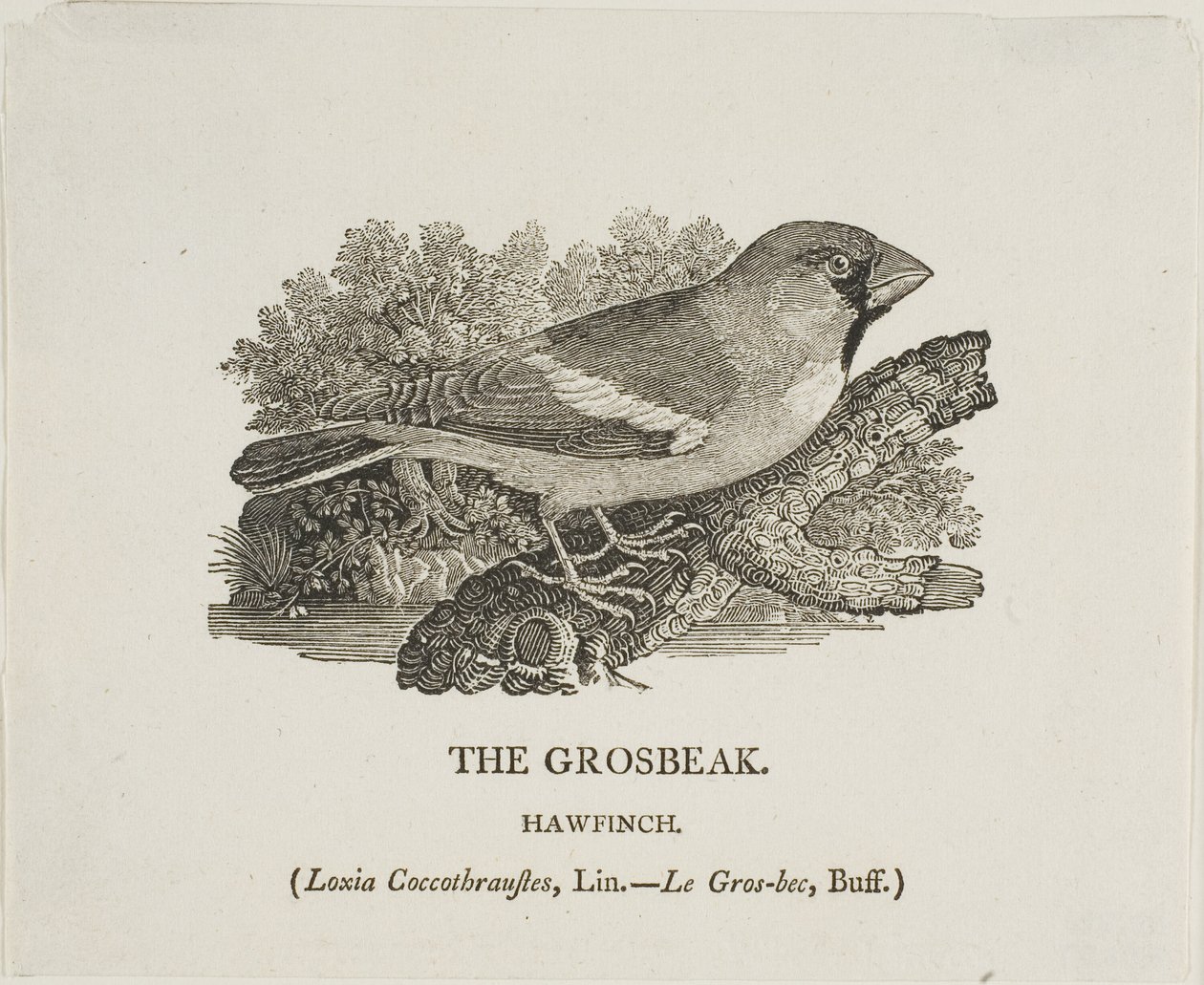 Kernbeißer von Thomas Bewick