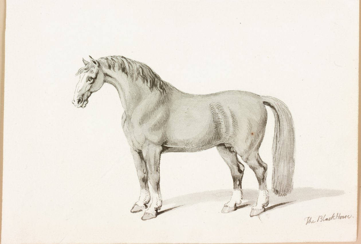 Das schwarze Pferd von Thomas Bewick