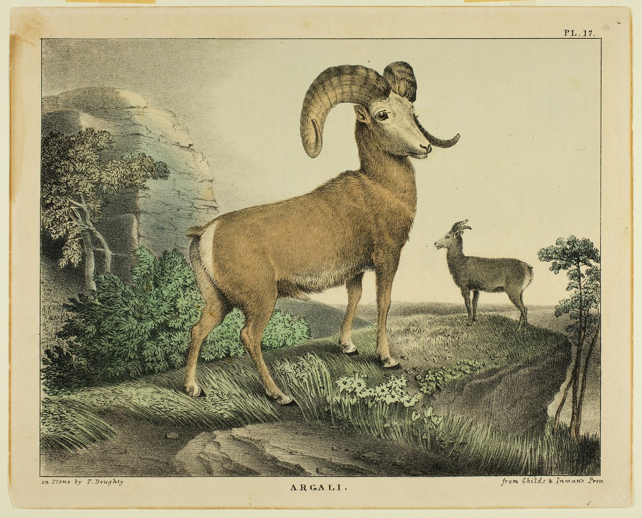 Argali von Thomas Doughty