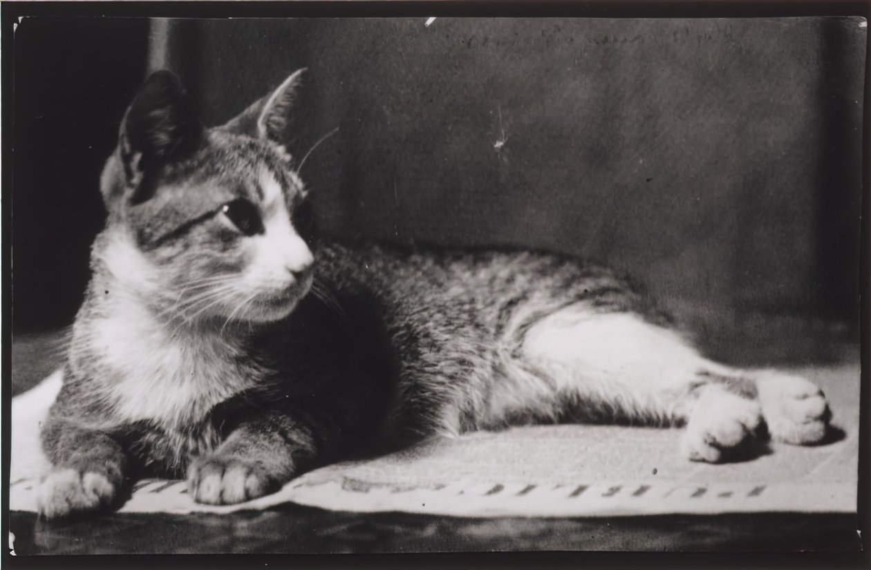 Die Katze von Mrs. Thomas Eakins, um 1880-1890 von Thomas Eakins