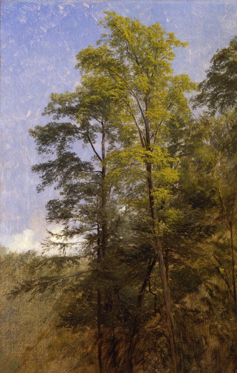 Baumstudie, Catskill Clove, N.Y. von Thomas Hiram Hotchkiss