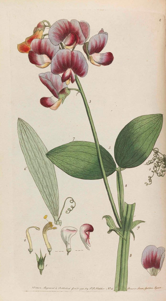 Flora rustica von Thomas Martyn