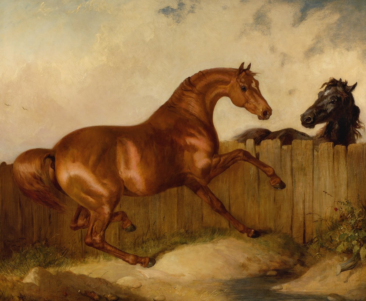 Hengst und Stute von Thomas Woodward