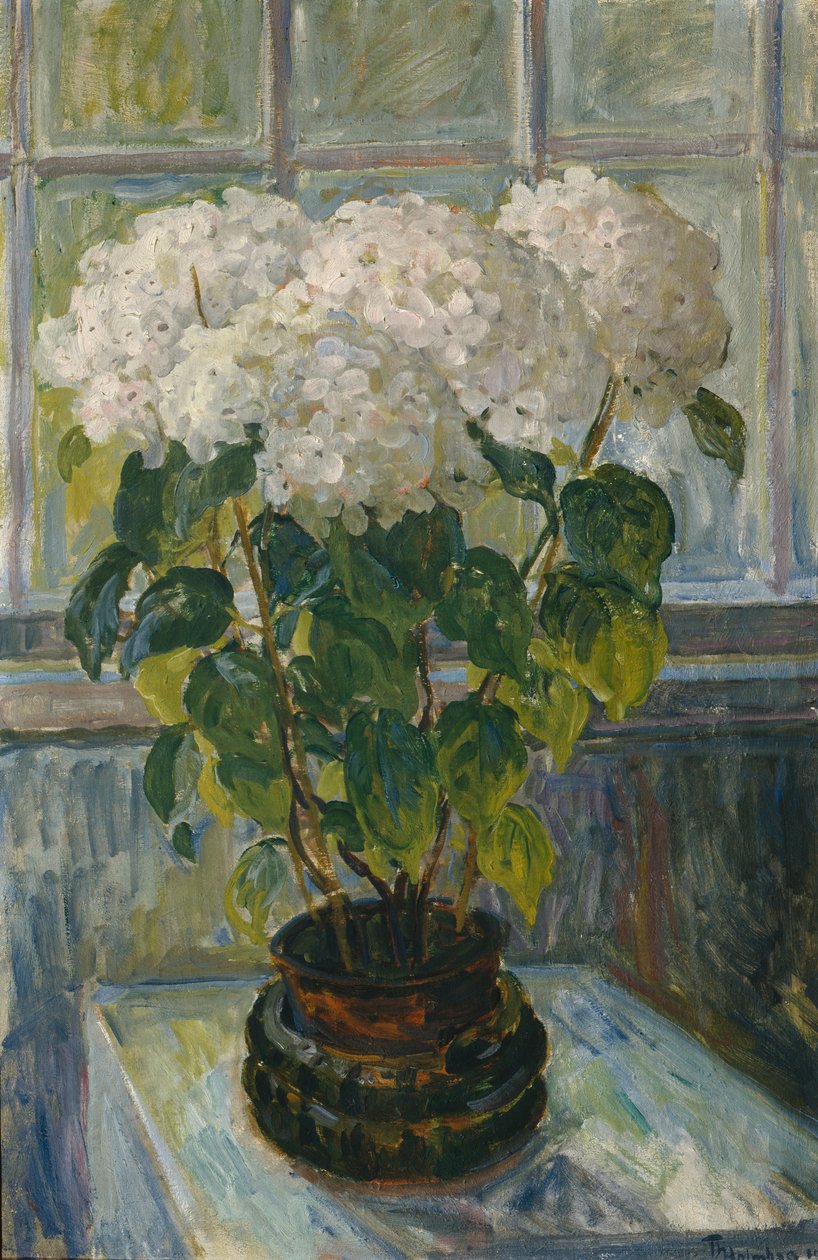 Hortensie von Thorolf Holmboe