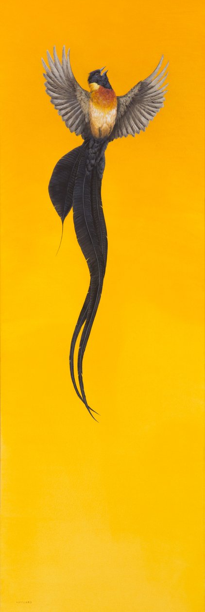 Schweben; Gelb von Tim Hayward