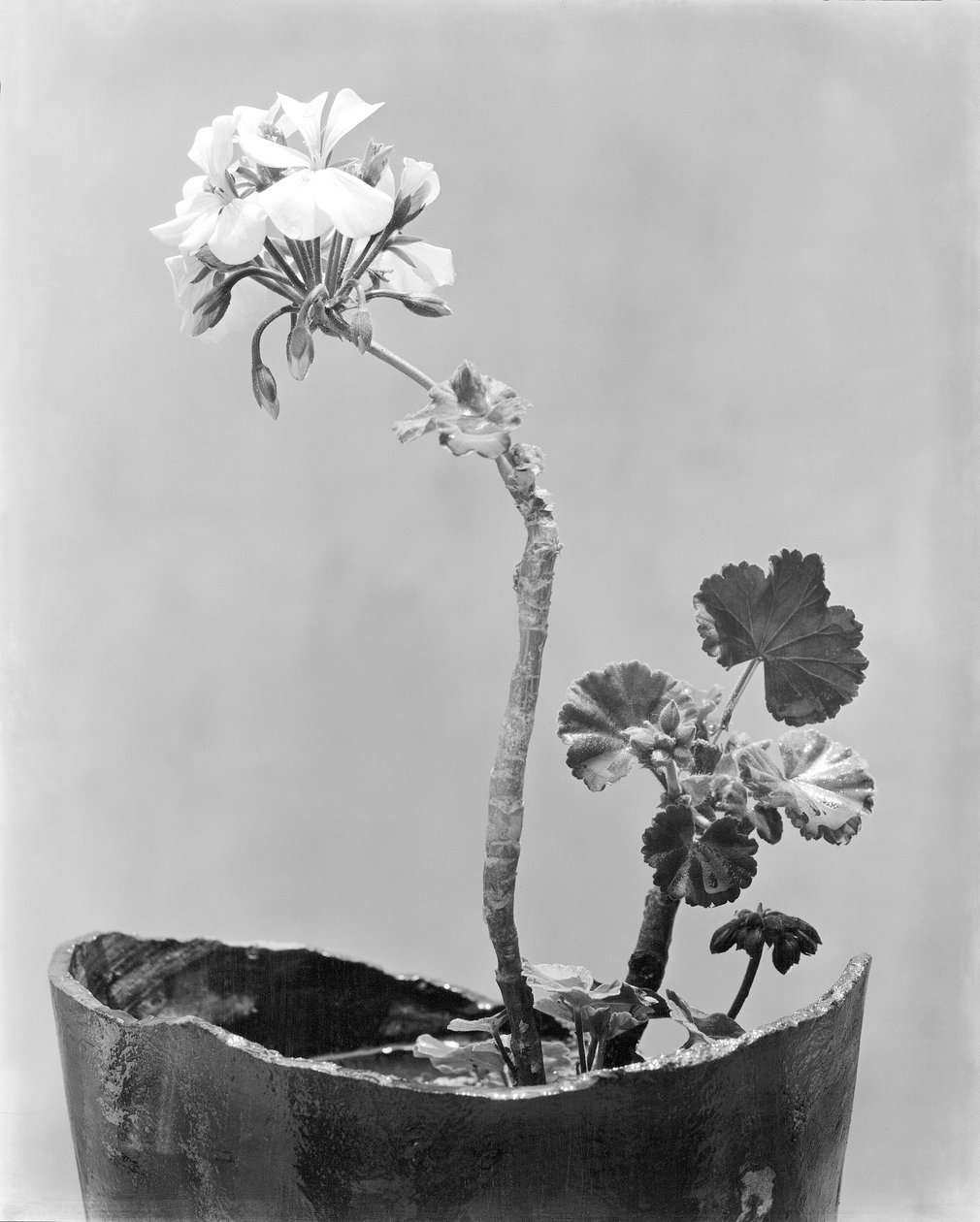 Geranie, Mexiko-Stadt von Tina Modotti