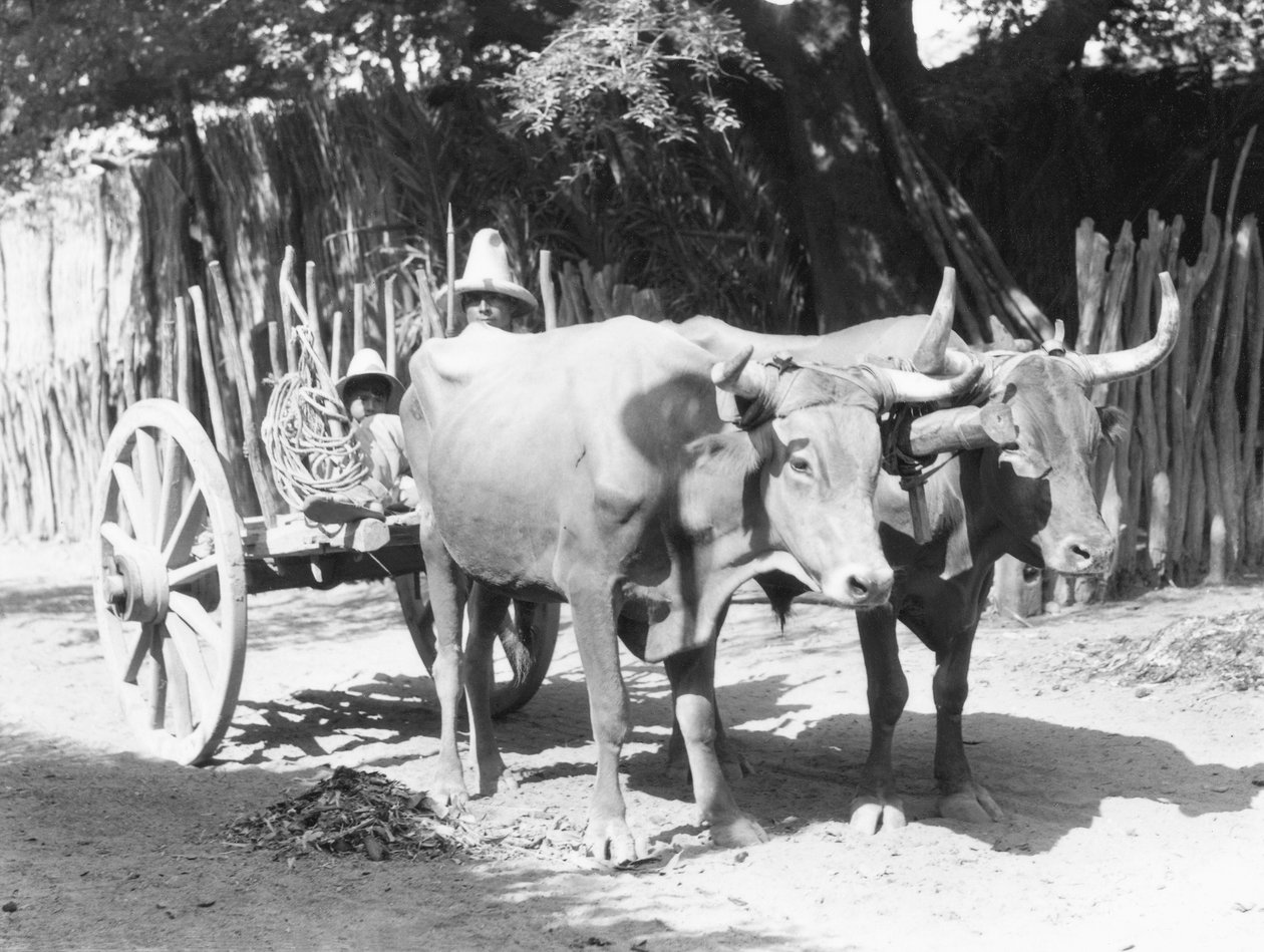 Ochsengespann, Mexiko, ca. 1927 von Tina Modotti
