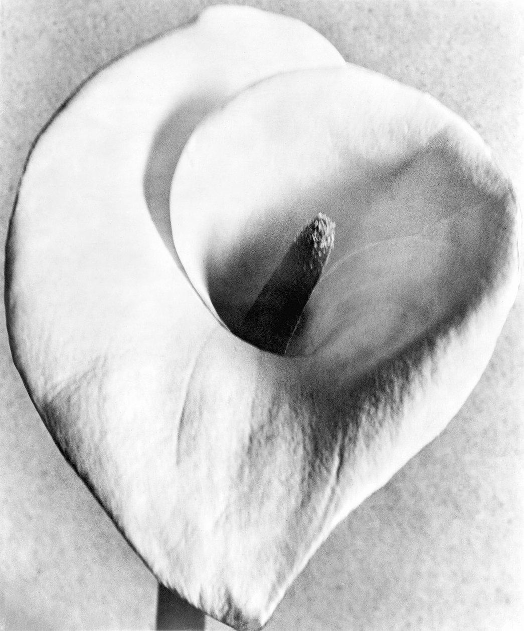 Calla-Lilie, Mexiko-Stadt, 1925 von Tina Modotti