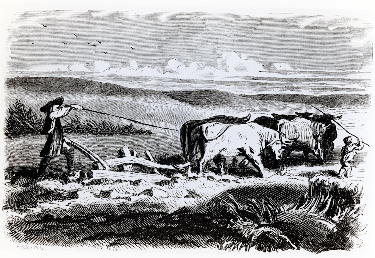 Illustration aus 