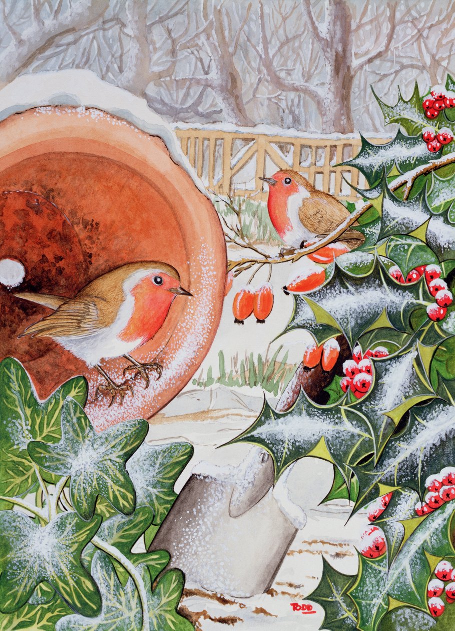 Weihnachtsrotkehlchen von Tony Todd