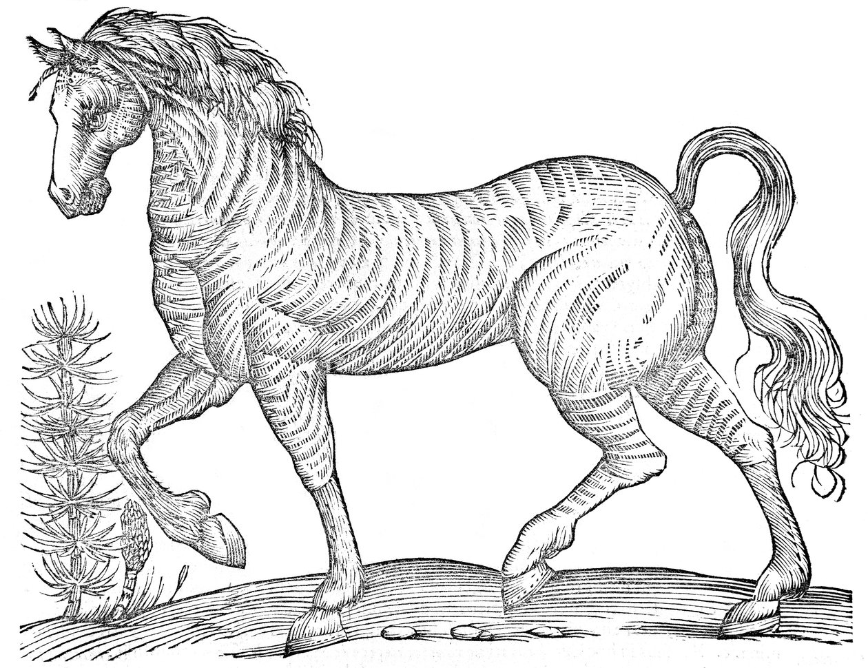 De quadrupedibus solidipedibus volumen integrum von Ulisse Aldrovandi