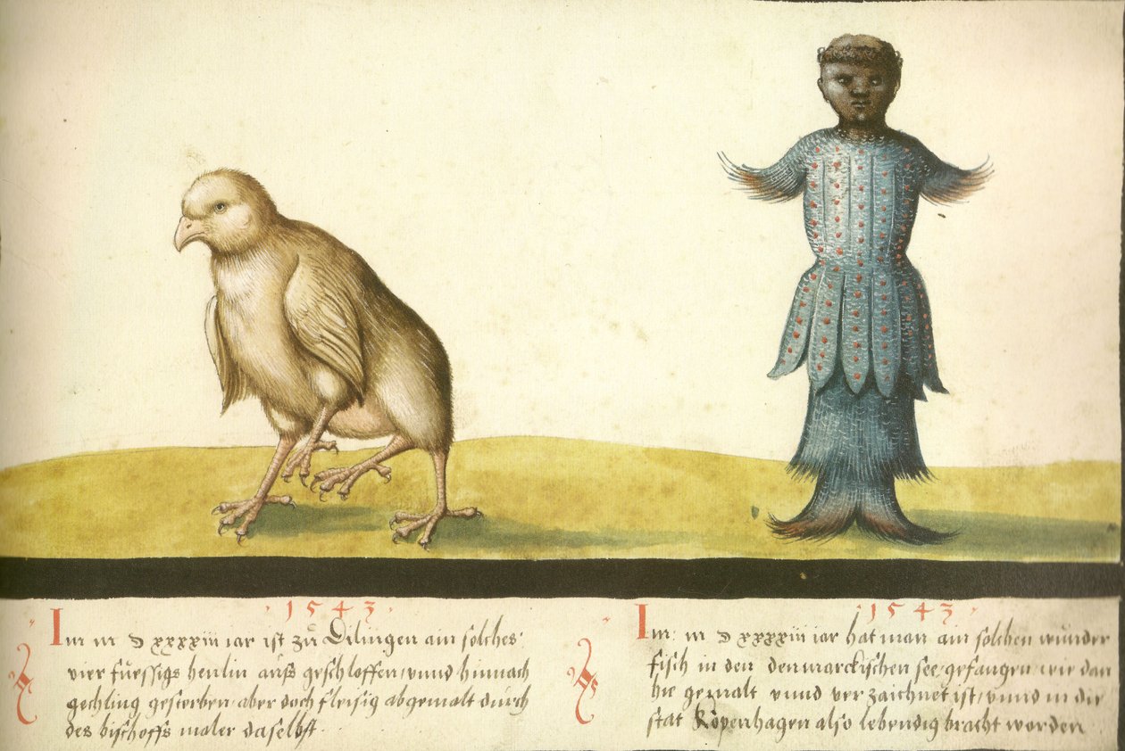 Folio 145- Wundersames Huhn und wundersamer Fisch 1543 von Unbekannt Unbekannt