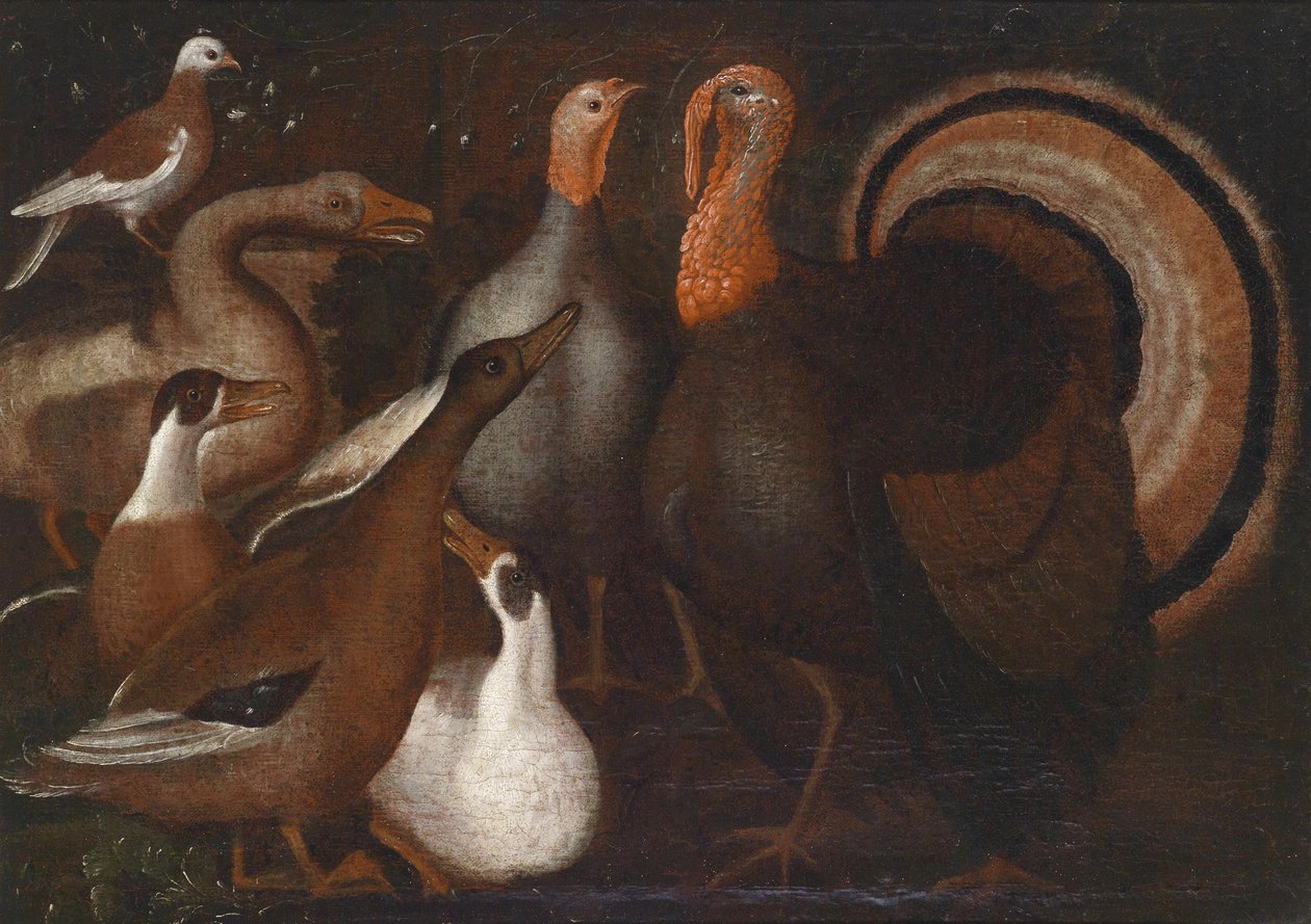 Puten, Enten und eine Taube von Unbekannt Unbekannt