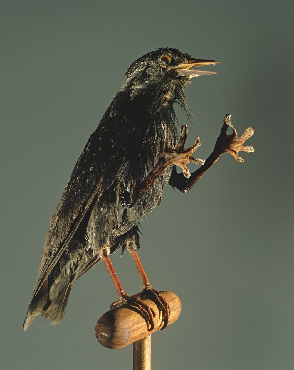 Ein Sekretärvogel: Der Begleiter der Hexe von Unbekannt Unbekannt