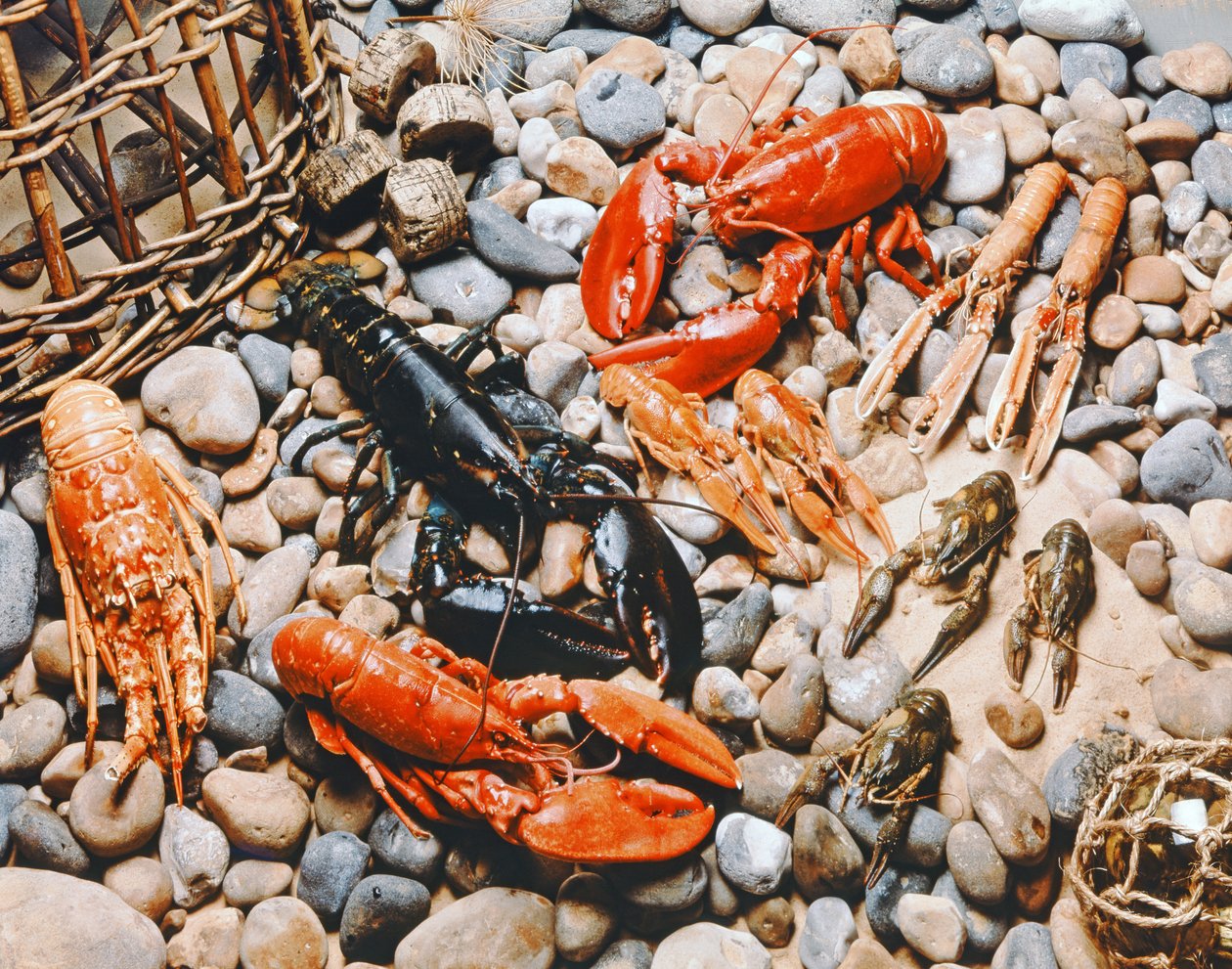 Sammlung von Muscheln von Unbekannt Unbekannt