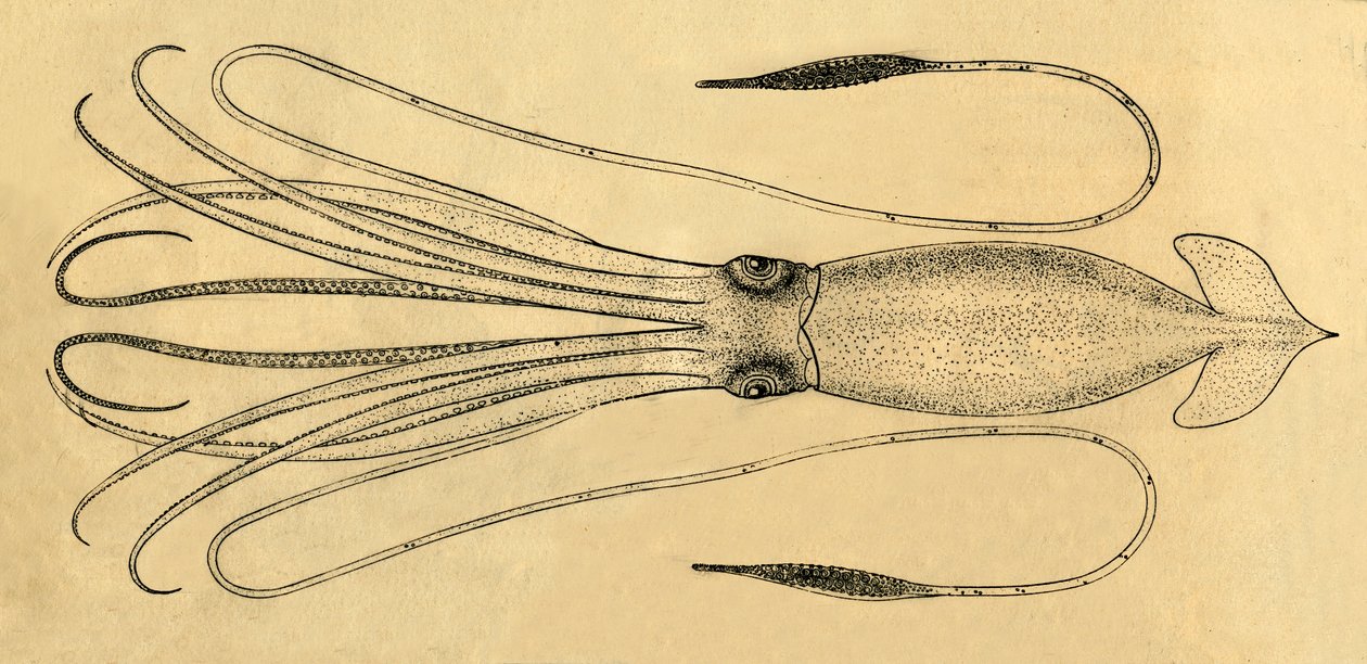 Ein Diagramm des Riesenkalmars, 1881 von Unbekannt