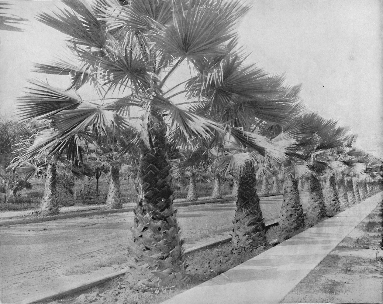 Eine Palmenallee in Los Angeles, Kalifornien, um 1897 von Unbekannt