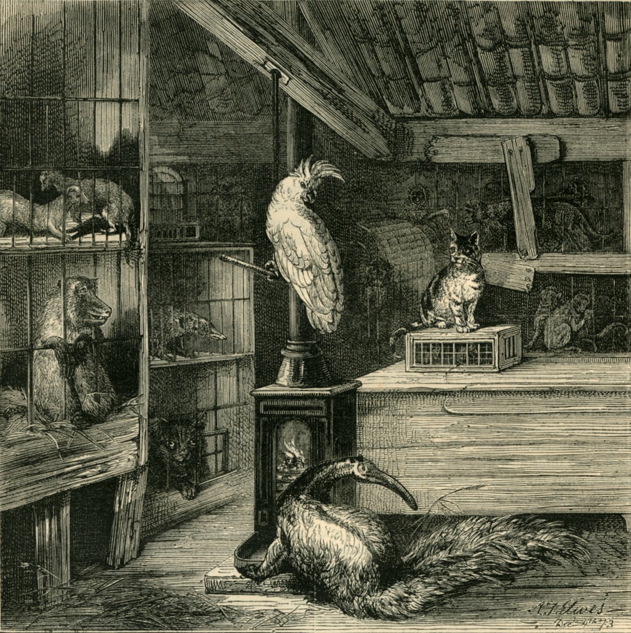 Ein Wildtierladen, um 1873 von Unbekannt
