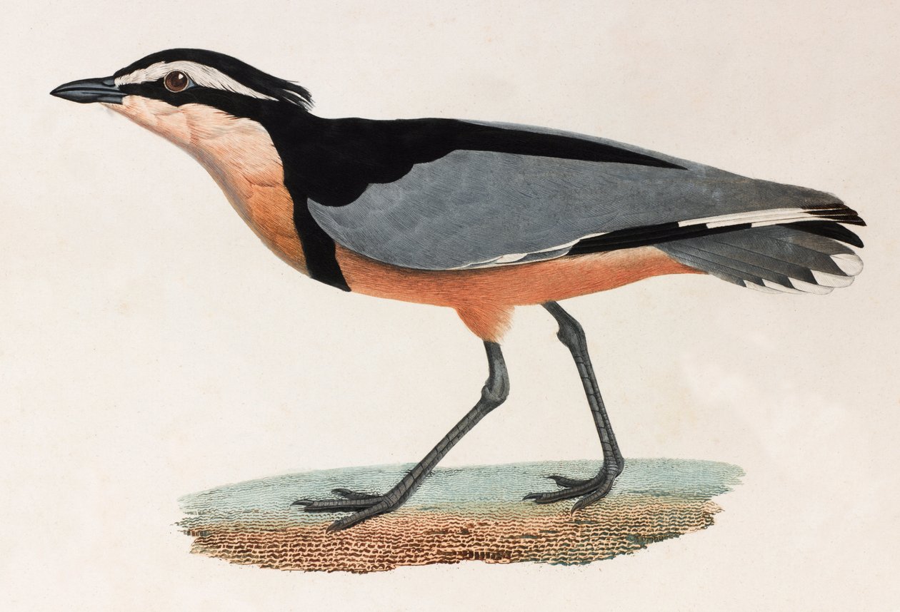 Eine Farbillustration eines Vogels von Unbekannt