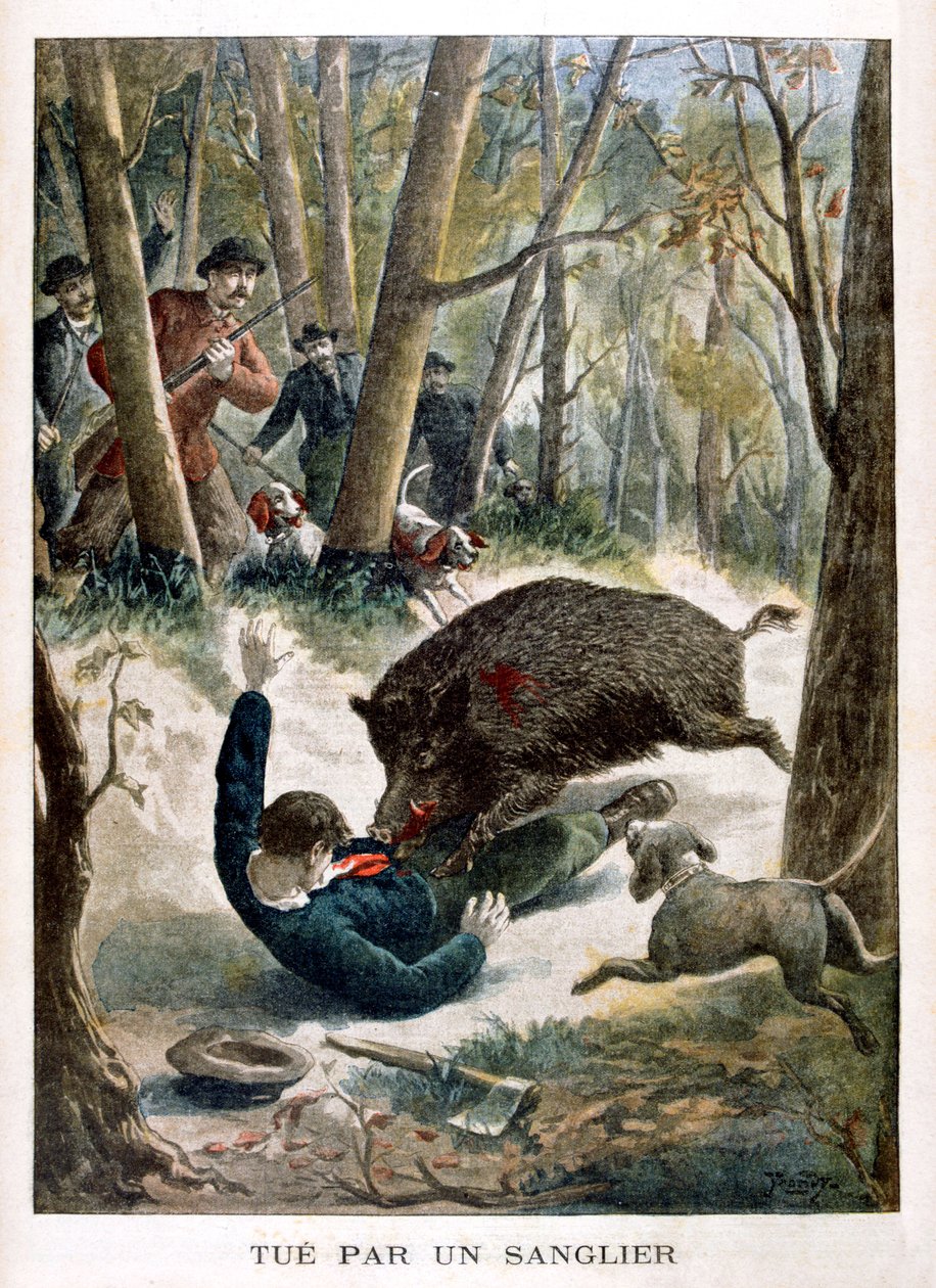 Ein Jäger von einem Wildschwein getötet, 1901 von Unbekannt